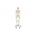 model szkieletu człowieka standard - 3b smart anatomy kat.1020171 a10 3b scientific modele anatomiczne 4